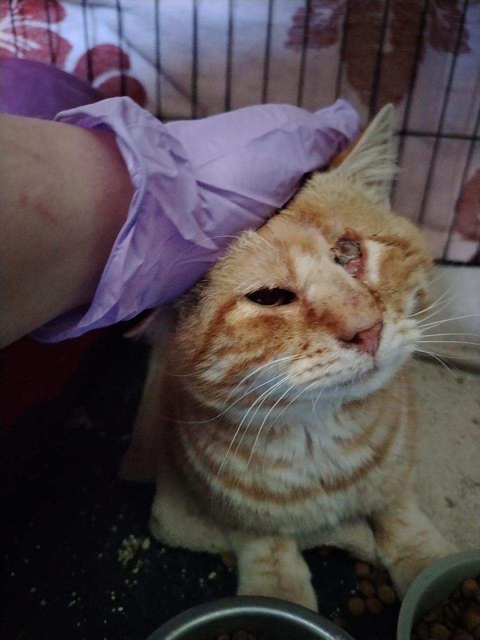 obrázek ke článku